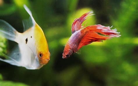 what fish can live with bettas.